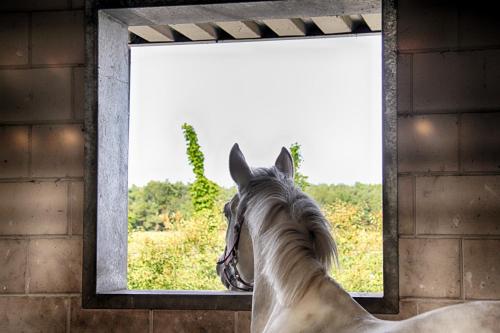 Horsetellerie Rheezerveen