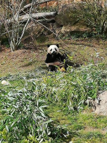 Studio proche zoo de Beauval gîte à louer Luçay-le-Mâle