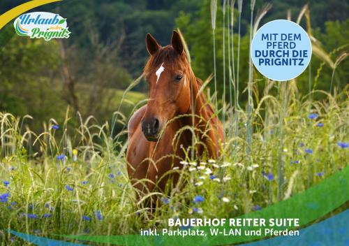 Bauernhof-Streichel-Zoo-&-Reiter-Suite