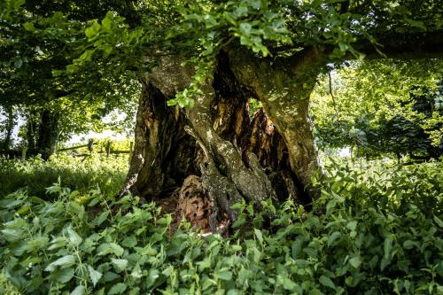 Enchanted Retreats at West Ford Devon