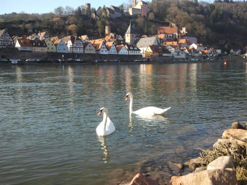 Romantisches Hirschhorn am Neckar