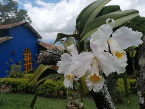 Acaima: Paisaje, flores y arte
