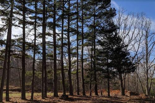 Whispering Pines in the Country on 40 Acres