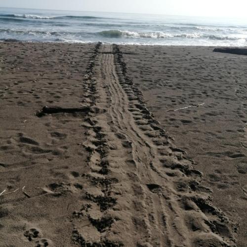 Alrededores, Hospedaje Meryscar in Tortuguero