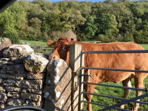 Pass The Keys Goose Feather Barn, Wedmore luxury cottage for two