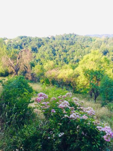 B&B Al Giardino Dei Mandorli