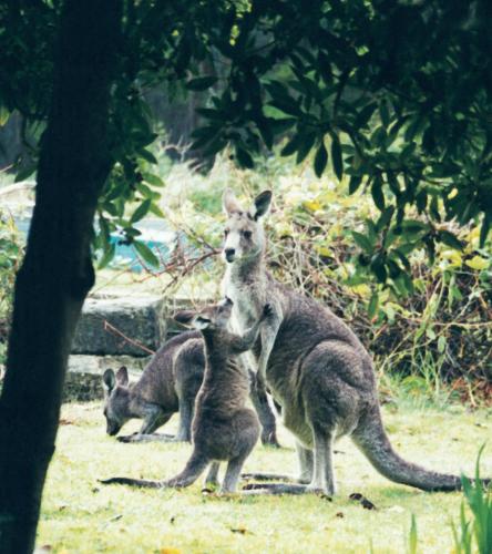 Lorne Bush House Cottage & Eco Retreats in Lorne
