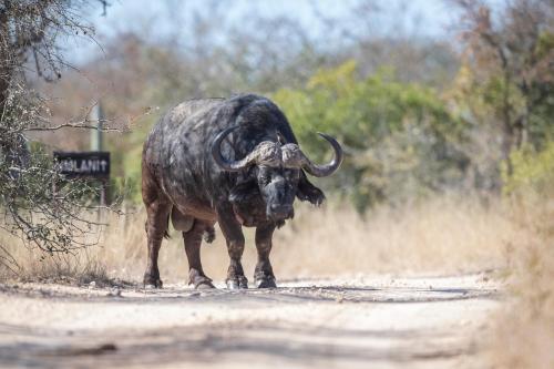 Umlani Bushcamp