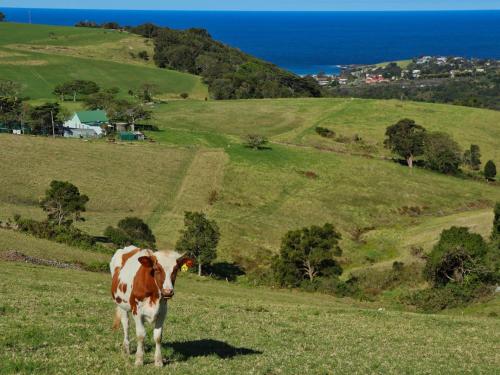 Saddleback Grove Kiama