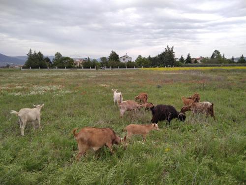 ΠΑΛΗΟΚΤΗΜΑ - Palioktima 2