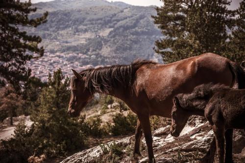324255775 Grand Forest Metsovo - Leading Hotels of the World