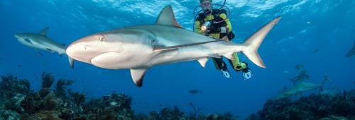 Fins Dive and Leisure Hotel Fins Dive and Leisure Hotel