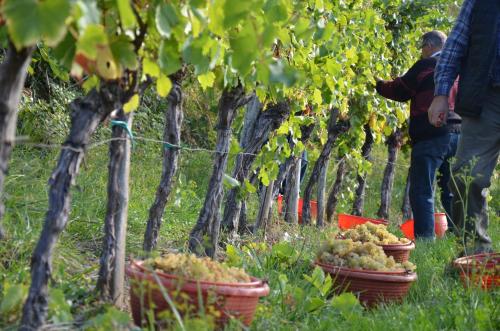 Farm stay Šibav B&B