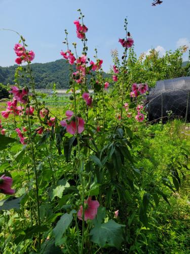 Shimtoong Family Home