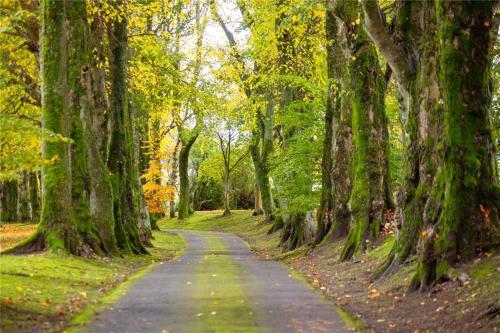 Park of Drumquhassle, Glasgow (fotografie 7)