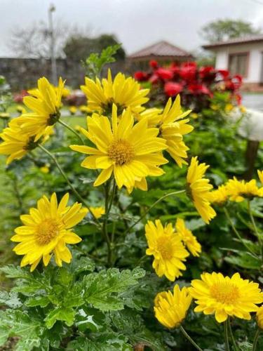 Sweet Home Garden Planta Alta Pet Friendly