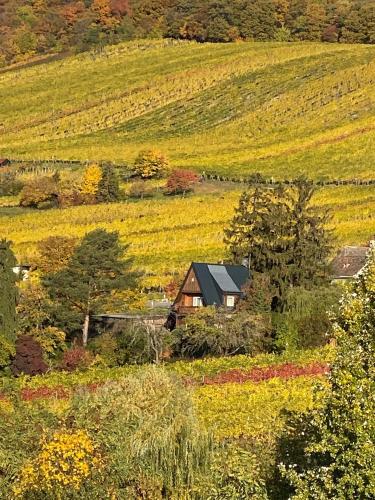 Vacationhome in the vineyards, Viena (foto 4)