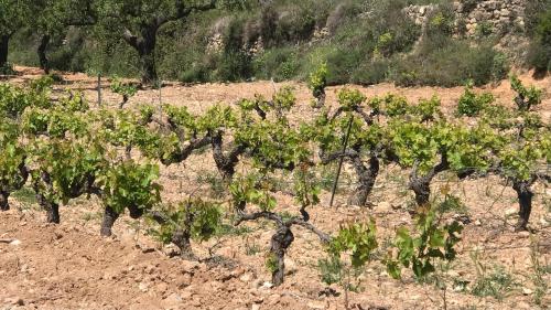 La Bodega de Lola