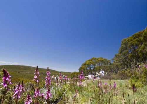 Snow Gum Apartment 1