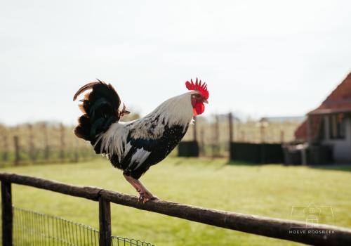 Hoeve Roosbeek - image 9