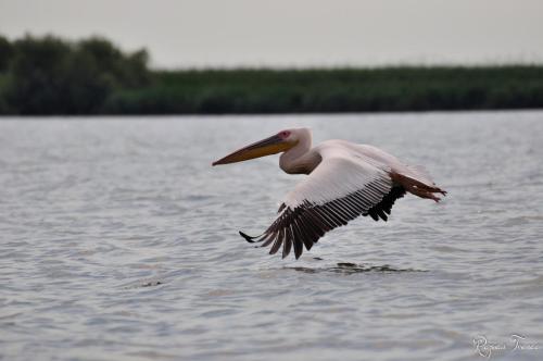 Casa Badea - image 5