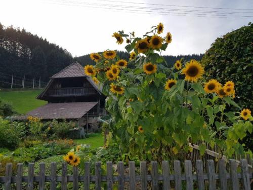 Hotel Walkenstein - main image