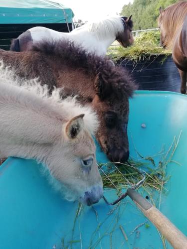 Ponyhof Adam Urlaub auf dem Bauernhof