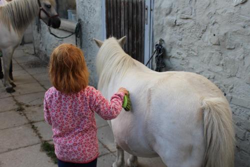 Ponyhof Adam Urlaub auf dem Bauernhof