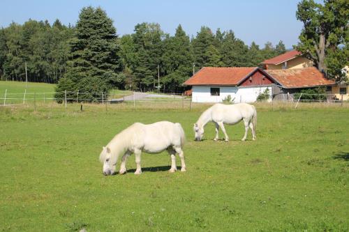 Ponyhof Adam Urlaub auf dem Bauernhof