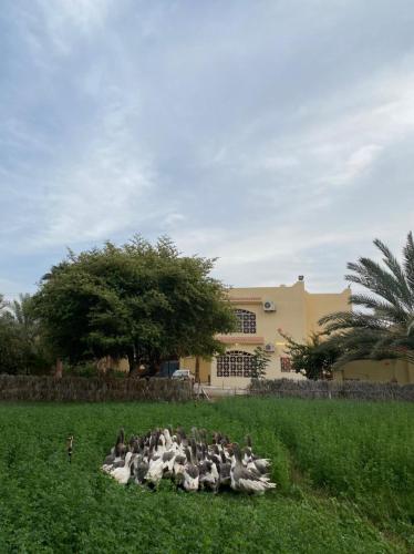 فيلا آفيري Aviary villa, Al-ʿUla (foto 7)
