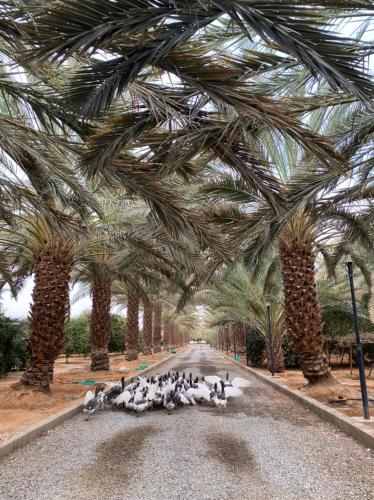 فيلا آفيري Aviary villa, Al-ʿUla (foto 6)