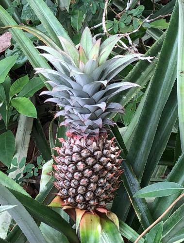 Gumbo Limbo Jungle Resort