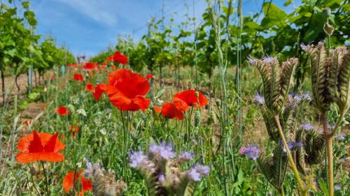 Pension Vinarstvi Klucov in Chrastany