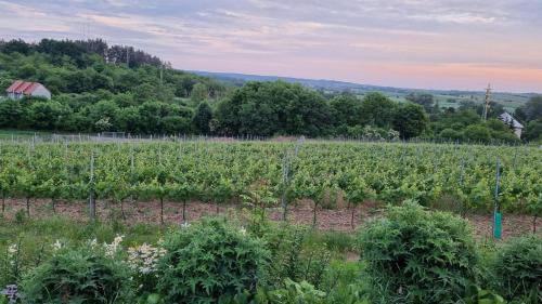 Pension Vinarstvi Klucov in Chrastany