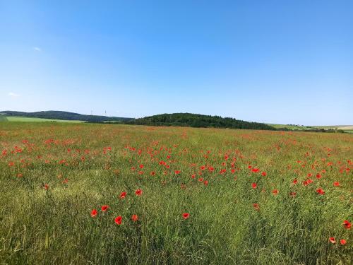 Surrounding environment, Fewo Hohbergblick in Tauberbischofsheim