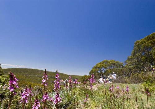 Snow Gum Apartment 2