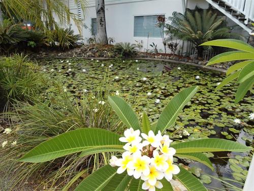 Mango House Resort - 정원