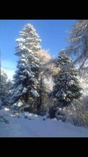 สวน, The Beeches Studio, Highlands of Scotland in นิวตันมอร์