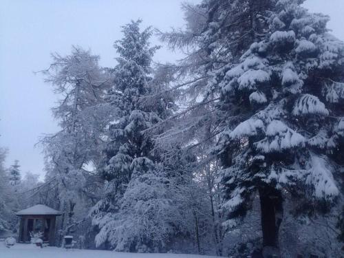 สวน, The Beeches Studio, Highlands of Scotland in นิวตันมอร์