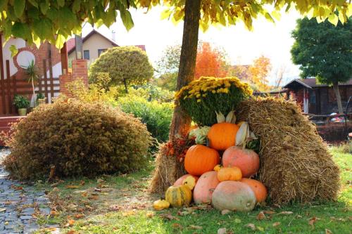 Bungalouri Horizont - image 3
