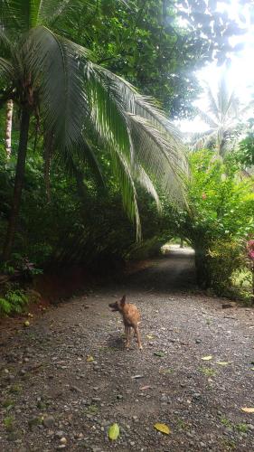 Finca la Bonita, Playa Carate