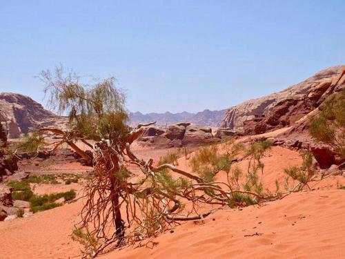 Explore Wadi Rum