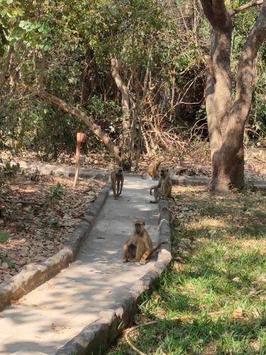 Selous Kinga Lodge