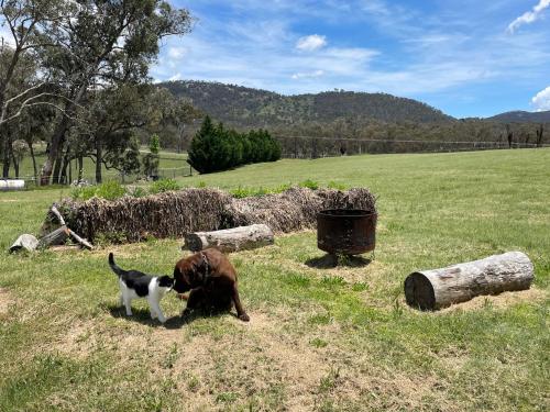 Donegal Farmstay Stanthorpe