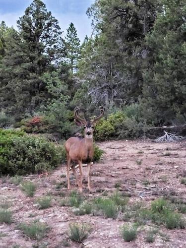 Log Cabin Zion Retreat. Walking distance to East Zion Trails