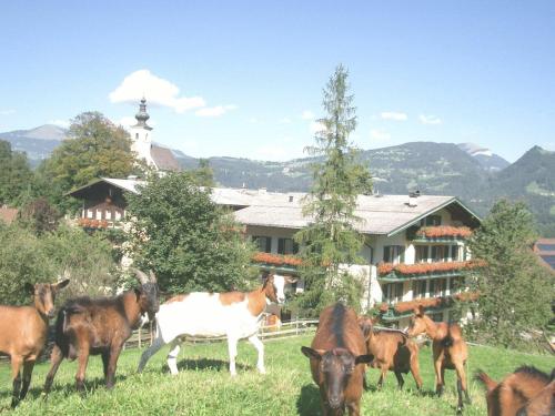 vhod, Torrenerhof in Lacher
