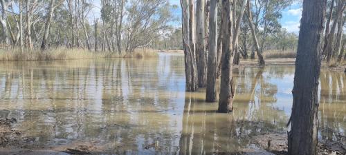 Riversands Rest Accommodation Paringa - River Box Cottage