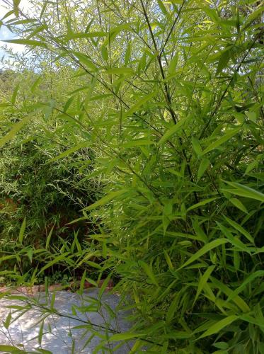 Le Mas du Fort chambre d'hôte La Bastidonne