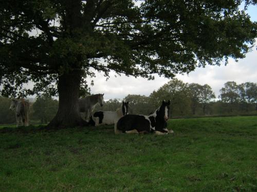 B&B Les Vernelles chambre d'hôte Les Jarreaux