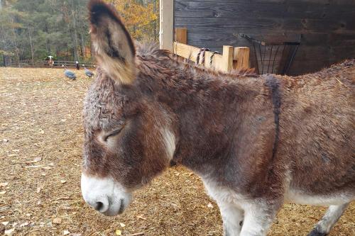 Rustic and Authentic Farm Stay by DuPont Forest!